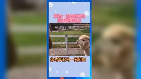 吃瓜群众娱乐素材网站